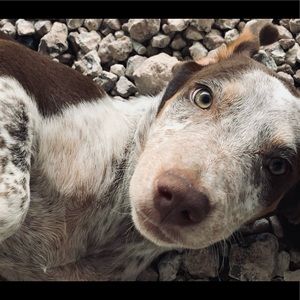 Meet your Posher, Heidi